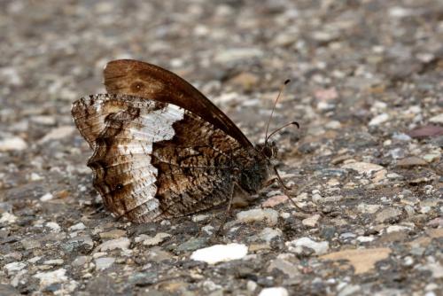 Hipparchia fagi